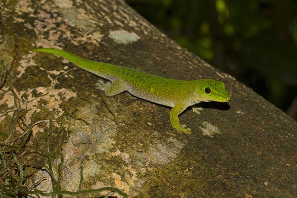 Koch's giant day gecko