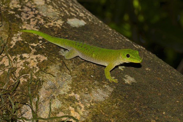 Koch's giant day gecko