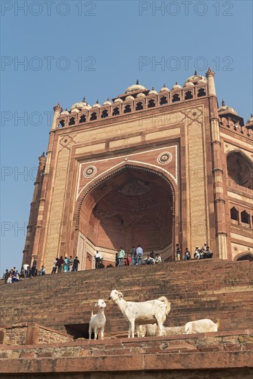 Goats in front of Buland Darwaza