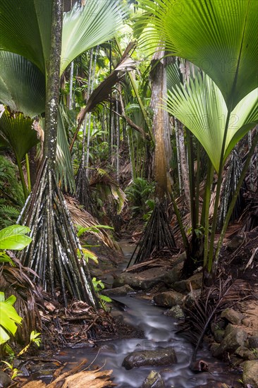 Fan palms in the Vallee de Mai National Park