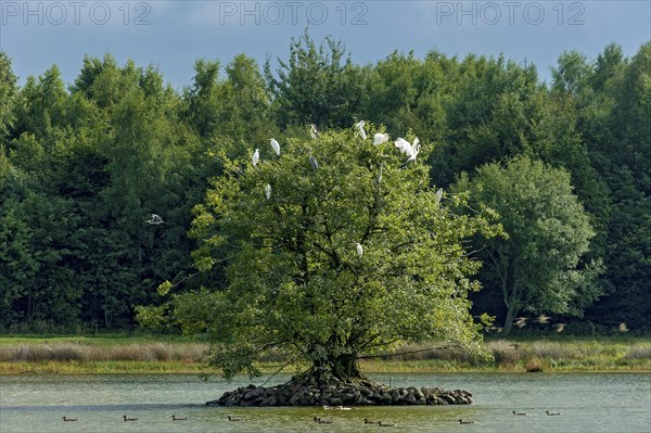 Great egret