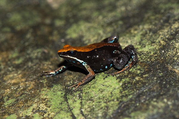 Madagascar Green Frog