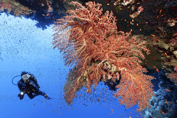 Diver looking at large soft coral fan