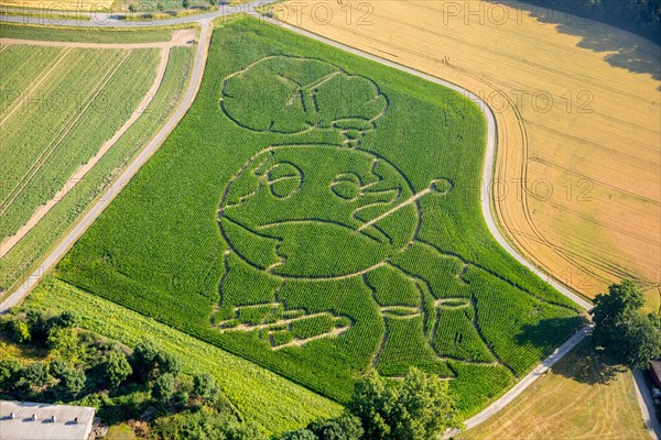 Corn maze