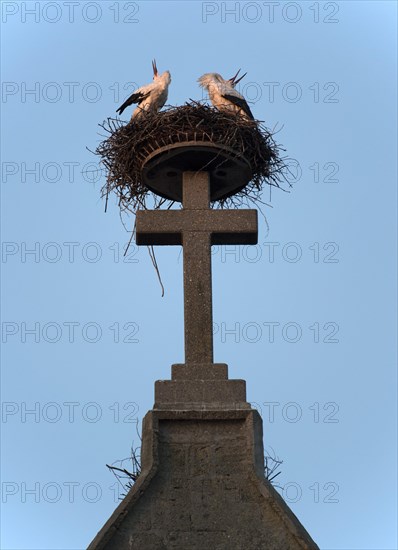 Pairof white storks