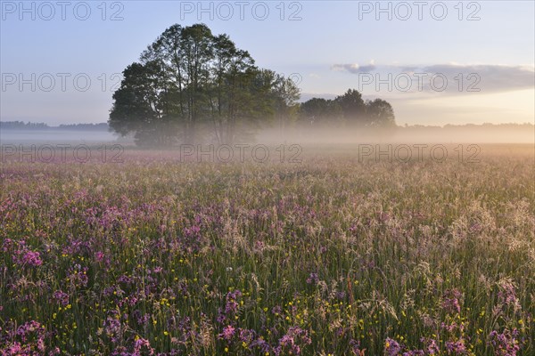 Meadow with Ragged Robins