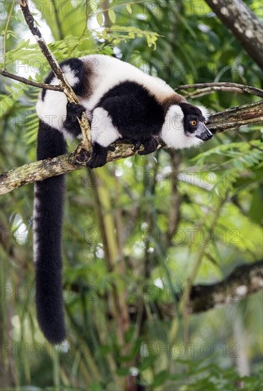 Black-and-white ruffed lemur