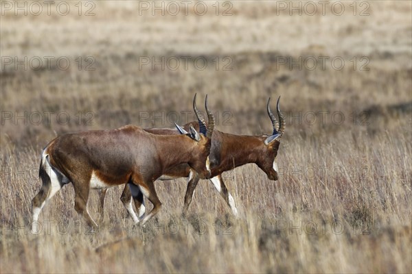 Blesboks