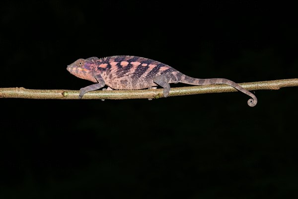 Female panther chameleon