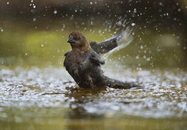 Brown-headed Cowbird