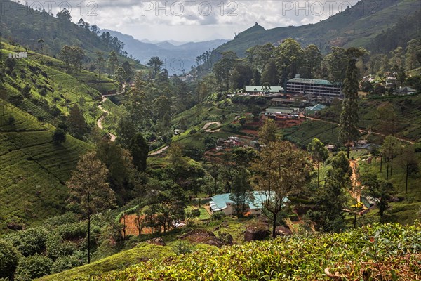 Tea plants