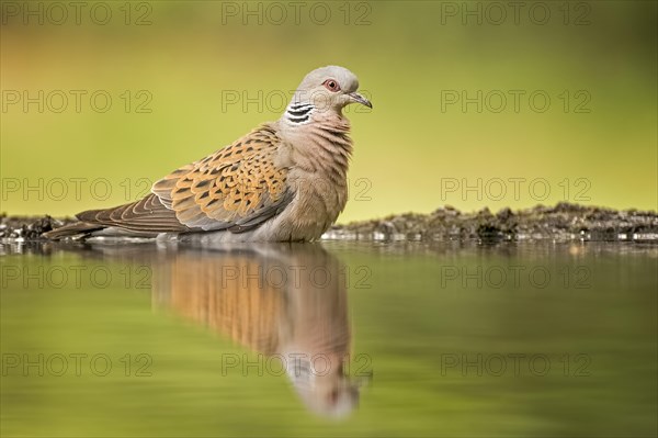 Turtle dove