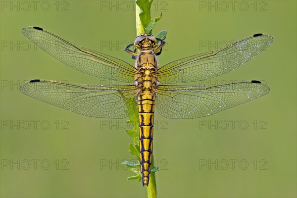 Black-tailed skimmers