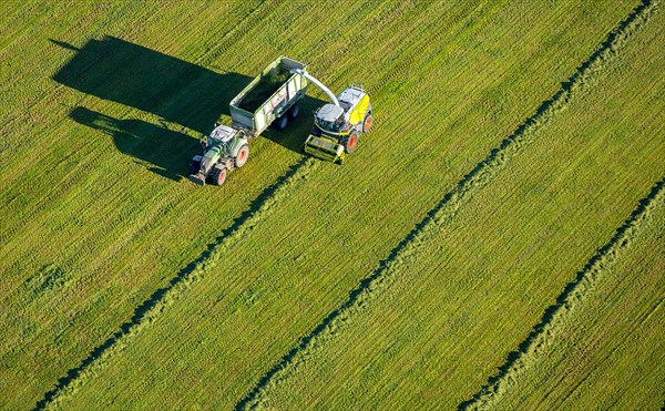 Hay harvest with mower and tractor with trailer