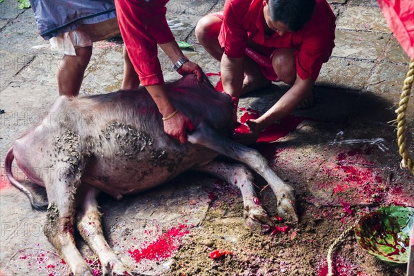 Priests taking blood from dead water buffalo