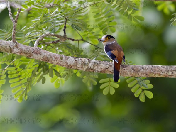 Silver-breasted broadbill