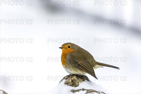 Robin