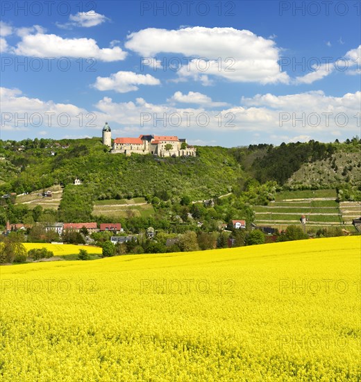 View of flowering rape field