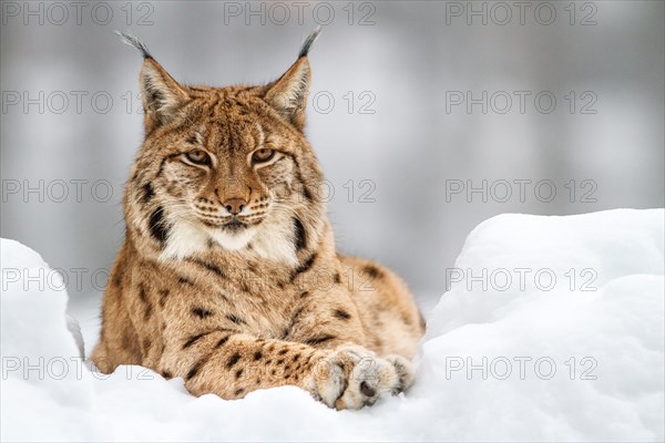 Eurasian lynx