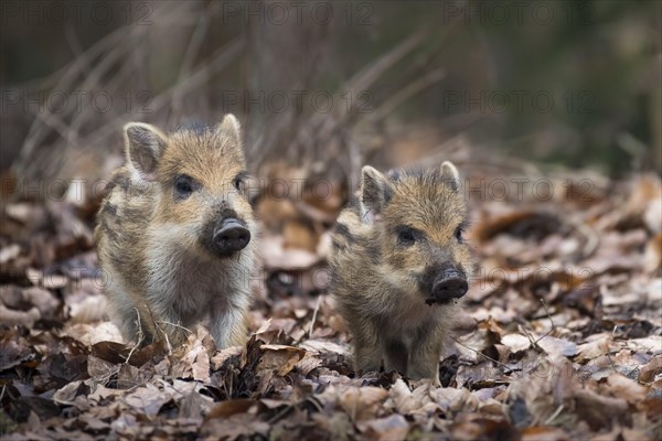 Wild boars