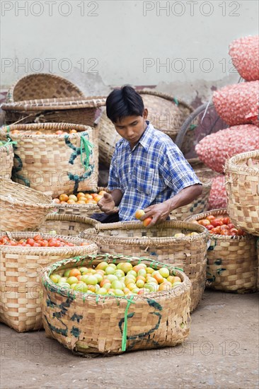 Boy selecting tomatoes