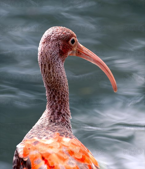 Scarlet ibis