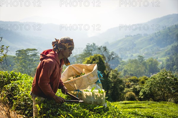 Local young man