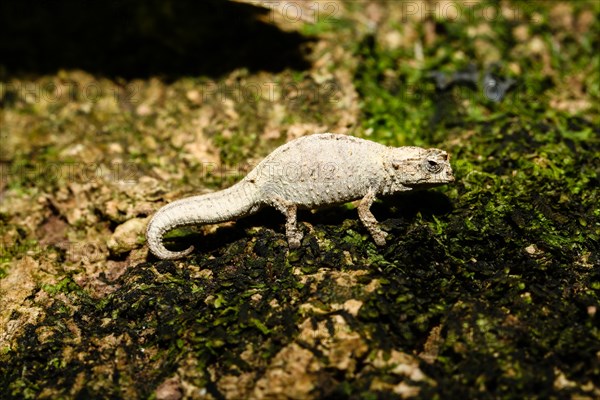 Mount d'Ambre leaf chameleon