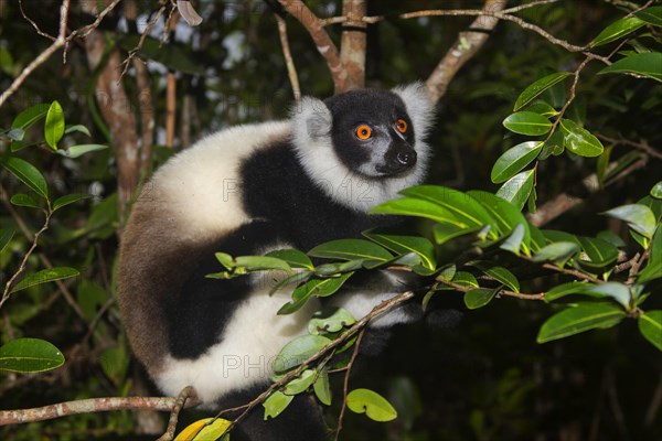 Black-and-white ruffed lemur