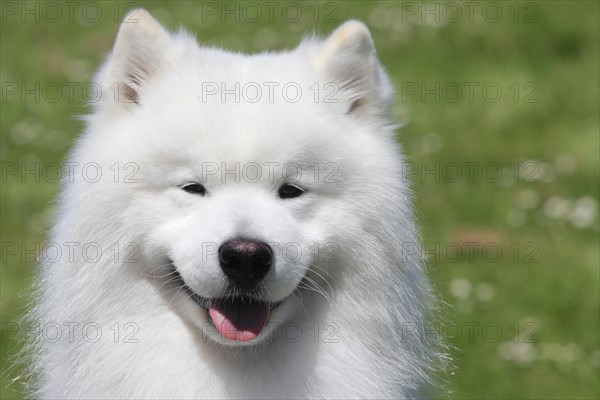 Samoyed