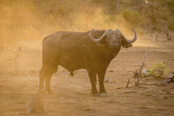 African buffalo