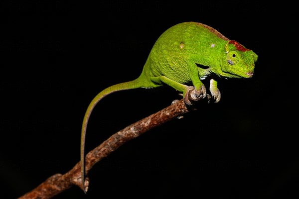 Petter's chameleon