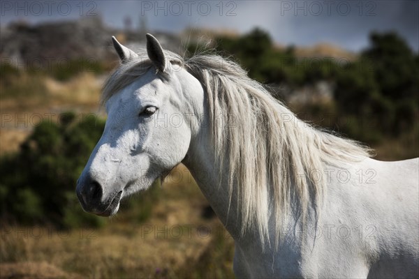 Connemara pony stallion