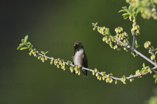 Black-chinned Hummingbird