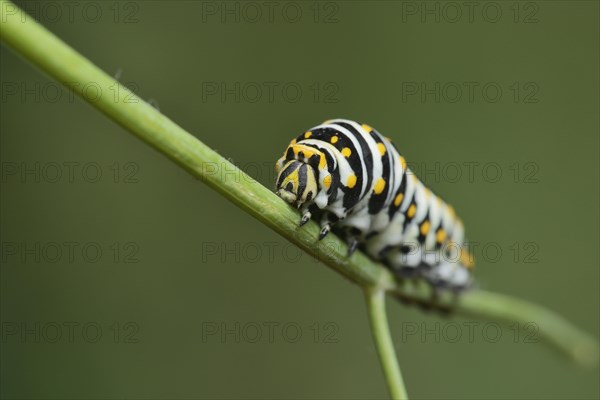 Black Swallowtail