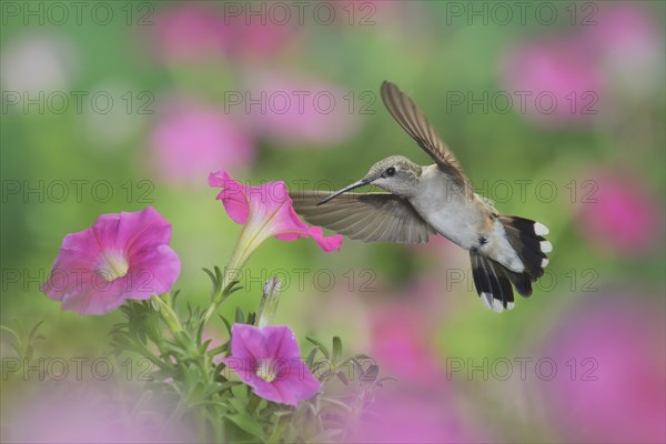 Ruby-throated Hummingbird