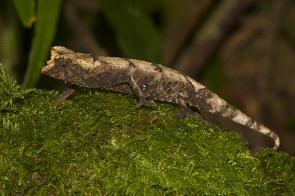 Amber Mountain leaf chameleon