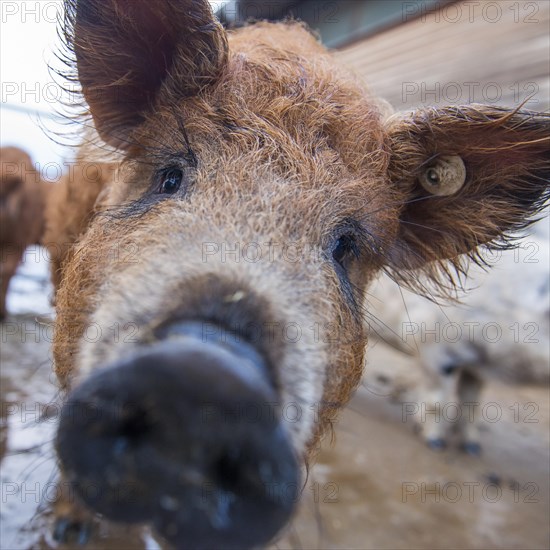 Woolly pig