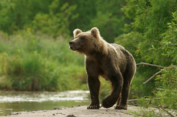 Brown bear