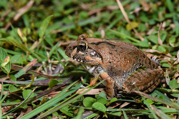 Madagascar Bullfrog