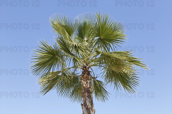 Palm