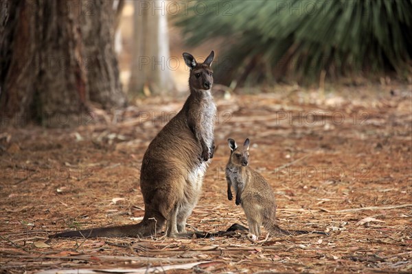 Western Gray Kangaroo