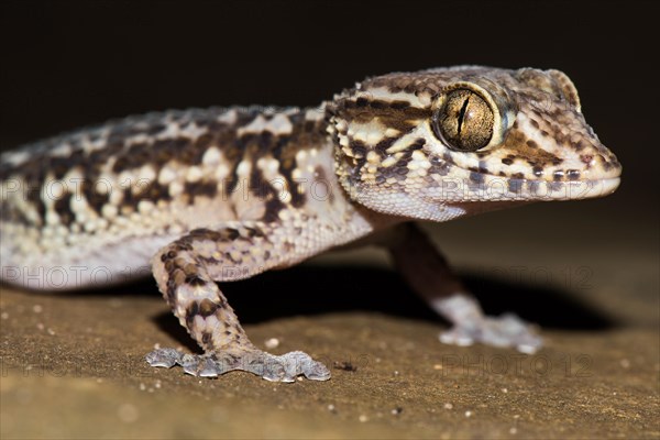 Mocquard's Madagascar Ground Gecko