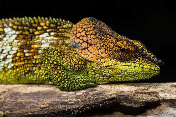 Mount Amber Shorthorn Chameleon