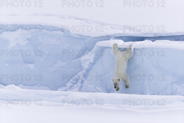 Polar bear