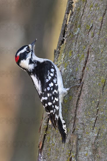 Downy woodpecker