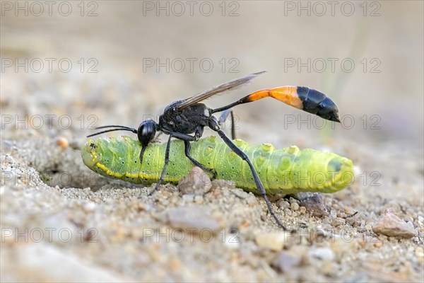 Common Sand Wasp