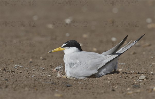 Least Tern