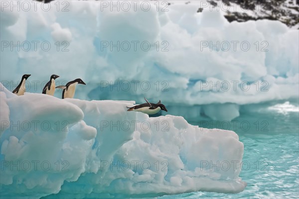 Adelie penguins