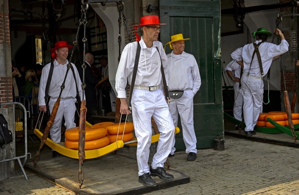 Cheese wheels being weighed